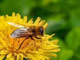 Pestřenka trubcová (Eristalis tenax) – Despina Fountoulak / Shutterstock