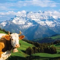 Dent du Midi – Monsieurboule / Shutterstock