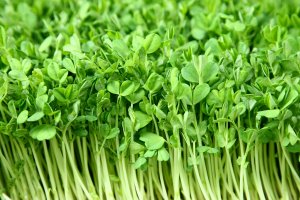 Řeřicha setá (Lepidium sativum) – glen photo / Shutterstock