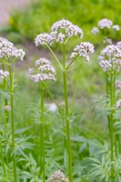 Kozlík lékařský (Valeriana officinalis) – Ole Schoener / Shutterstock