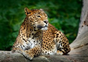 Levhart cejlonský (Panthera pardus kotiya), ležící na stromě v přírodním prostředí, národní park Yala, Srí Lanka – Ondrej Prosicky / Shutterstock