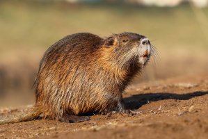 Nutrie (Myocastor coypus) – Miroslav Hlavko / Shutterstock