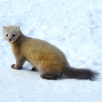 Sobol (Martes zibellina) se zimní srstí – Hugh Lansdown / Shutterstock