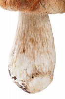 Třeň houby – Shyripa Alexandr / Shutterstock