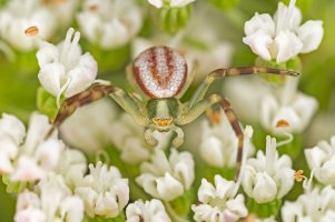 Běžník kopretinový (Misumena vatia) – Ihor Hvozdetskyi / Shutterstock