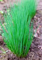 Mladá pažitka – Helga_foto / Shutterstock