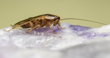 Rus domácí (Blattella germanica) – Erik Karits / Shutterstock