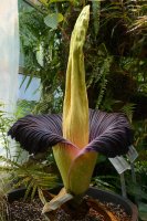 Kvetoucí zmijovec titánský (Amorphophallus titanum) – D. Kucharski K. Kucharska / Shutterstock