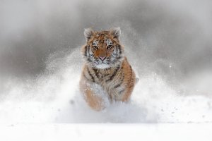 Tygr sibiřský (Panthera tigris altaica) v tajze, Rusko – Ondrej Prosicky / Shutterstock