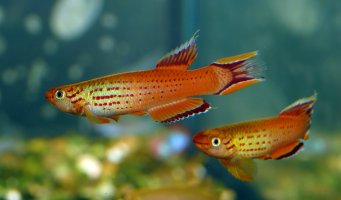 Akvarijní rybka halančík pestrý (Aphyosemion australe) – VladiMil / Shutterstock