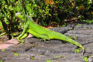 Leguán zelený (Iguana iguana) – CraterValley / Depositphotos
