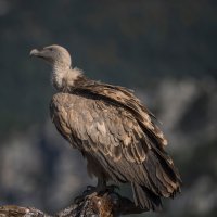 Sup bělohlavý (Gyps fulvus) – CezaryKorkosz / Shutterstock