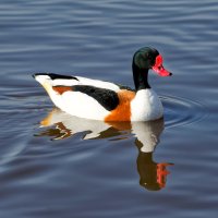 Husice liščí (Tadorna tadorna) – Andrew Harker / Shutterstock