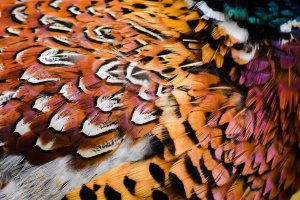 Detail bažantího peří – Timedwing / Shutterstock