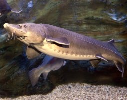 Vyza malá (Huso dauricus) – Tatiana Belova / Shutterstock