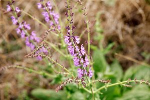Zdravínek jarní pozdní (Odontites vulgaris) – Kseniia Perminova / Shutterstock