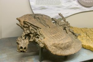 Zkamenělina vyhynulého plaza Henodus chelyops, Naturmuseum Senckenberg, Německo – Danny Ye / Shutterstock