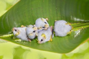 Listonos bílý (Ectophylla alba) – Milan Zygmunt / Shutterstock