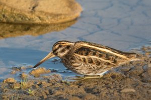 Slučka malá (Lymnocryptes minimus) – Andrew M. Allport / Shutterstock