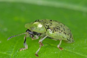 Štítonoš skvrnitý (Cassida nebulosa) – Tomasz Klejdysz / Shutterstock