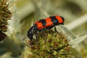 Pestrokrovečník včelí (Trichodes apiarius) – HWall / Shutterstock