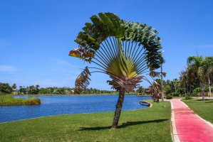 Ravenala madagaskarská, palma poutníků (Ravenala madagascariensis) – David Fadul / Shutterstock
