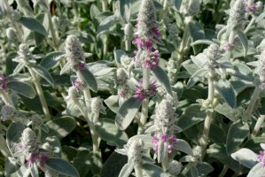 Čistec vlnatý (Stachys lanata / Stachys byzantina) – ahmydaria / Shutterstock