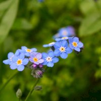 Pomněnka – Noah Boyer / Unsplash