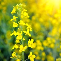 Řepka olejka (Brassica napus var. arvensis) – Natalia Melnychuk / Shutterstock