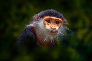Langur duk (Pygathrix namaeus) – Ondrej Prosicky / Shutterstock