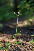 Žindava evropská (Sanicula europaea) – Ihor Hvozdetskyi / Shutterstock