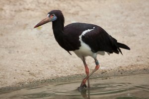Čáp simbil (Ciconia abdimii) – Vladimir Wrangel / Shutterstock