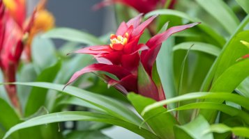 Guzmania lingulata – spetenfia / Shutterstock