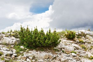 Borovice kleč (Pinus mugo) – Angelo DAmico / Shutterstock