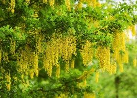 Štědřenec odvislý (Laburnum anagyroides) – Oksana_Schmidt / Shutterstock