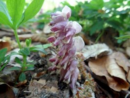 Podbílek šupinatý (Lathraea squamaria) – Natalia Zagaja / Shutterstock