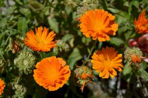 Měsíček lékařský – Joaquín García / Unsplash