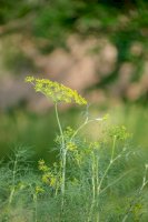 Kopr vonný (Anethum graveolens) – EsfilPla / Shutterstock