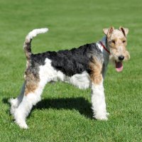 Drsnosrstý foxteriér – Waldemar Dabrowski / Shutterstock