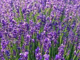 Pozadí s levandulí lékařskou (Lavandula angustifolia) Hidcote Blue – GS23 / Shutterstock