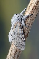 Hranostajník vrbový (Cerura vinula) – DJTaylor / Shutterstock