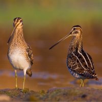 Bekasina otavní (Gallinago delicata) – selim kaya photography / Shutterstock