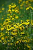 Škarda dvouletá (Crepis biennis) – Ole Schoener / Shutterstock
