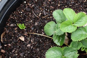 Oddenek jahodníku (Fragaria) – Jean Faucett / Shutterstock