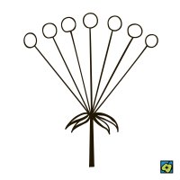 Okolík, schematické znázornění druhu květenství – CoJeCo.cz, CC BY 4.0