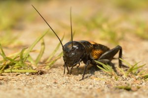 Cvrček polní (Gryllus campestris) – Martin Pelanek / Shutterstock
