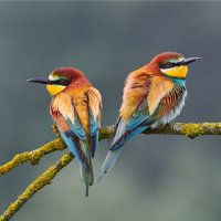 Vlha pestrá (Merops apiaster) – ArCaLu / Shutterstock