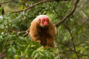Uakari šarlatolící (Cacajao calvus) – GTW / Shutterstock