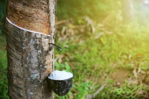 Získávání latexu z kaučukovníku – Noppadon stocker / Shutterstock