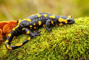 Mlok skvrnitý (Salamandra salamandra) – WildMedia / Shutterstock
